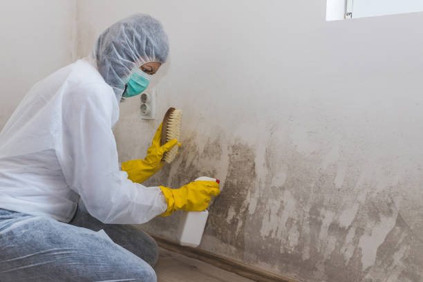 Best Commercial Mold Remediation in Osceola Mills, PA